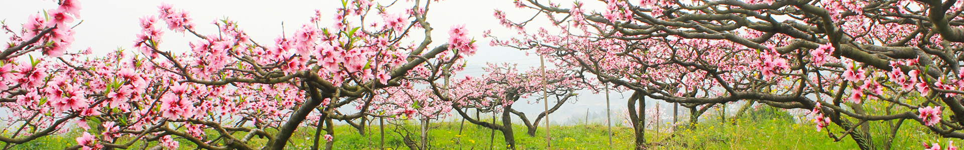 企业文化-PBOOTCMS网站源码食品水果蔬菜类模板带手机企业高端整站-PBOOTCMS网站源码食品水果蔬菜类模板带手机企业高端整站